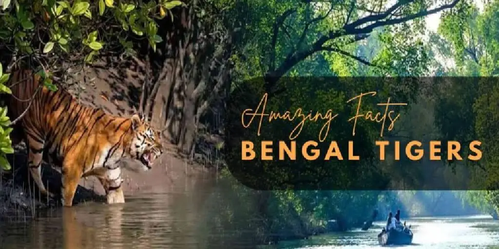 About Bengal Tigers